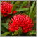 Waratah - NSW in Focus