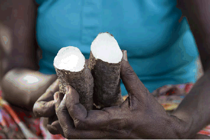Indigenous woman with cooked yam