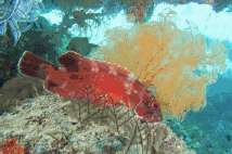 Rod Cod, Nigaloo Reef 