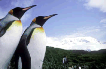 King Penguins, Heard Island