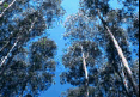 Image: Eucalyptus trees