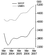 Graph: Sheep and lamb slaughterings Trend