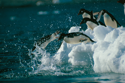 Adelie penguins, photograph by Doug Thost,  Australian Government Antarctic Division  Commonwealth of Australia 2006.