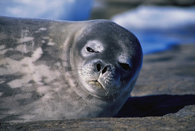 Weddell seal, photograph  Michael Stoddart.