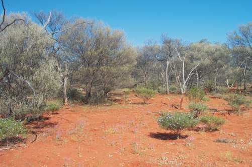 S15: Mulga shrubland in central Australia, photograph by Catherine Nano.