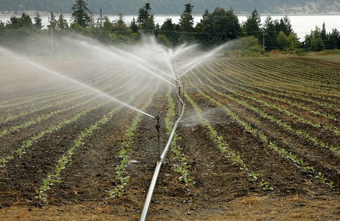 Image: Irrigated field