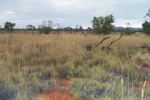 S13: Spinifex hummock grassland on sand plain habitat in central Australia, photograph by Catherine Nano.