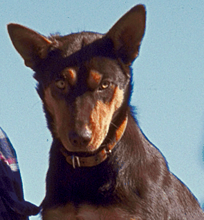 Kelpie sheepdog.