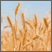 Image: Wheat