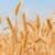 Image: Wheat Graib Used
