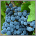 Image: VINEYARD ESTIMATES, AUSTRALIA, 2008-09