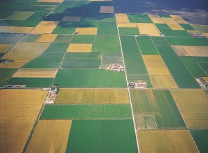 Image: Field