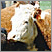 Image: Cows
