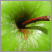 Image: Apples