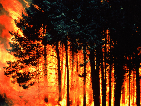 Photograph: Fire in the Penola Forest (South Australia), Ash Wednesday, February 1983.