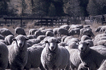 Image: Flock of sheep