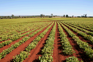 Image: Field of crops