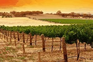 Image: Vineyard