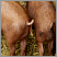 Image: QLD SLA - livestock