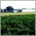 Image: NT and ACT SLA VACP - Total Agriculture