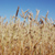 Image: Wheat