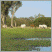Image: Sown field