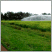 Image: Crops