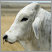Image: TAS SLA VACP - Livestock