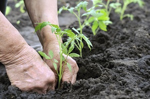 Image: Seedlings