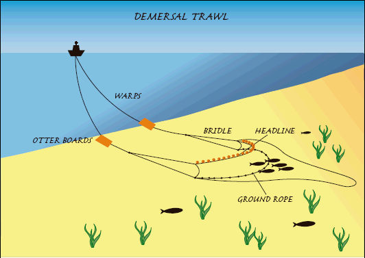 Demersal trawl