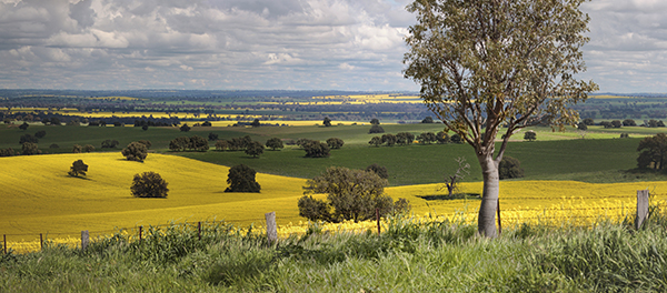 sweeping plains