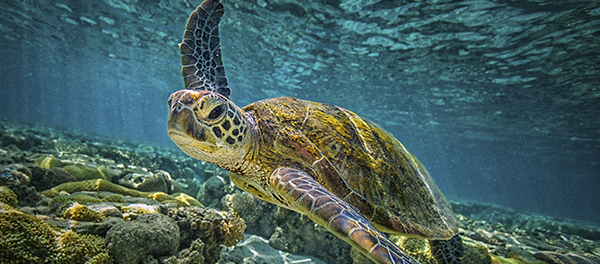 turtle