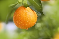 Image: Orange
