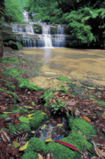 Image: Leura Waterfall
