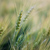 Image: wheat