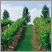 Image: vineyard