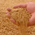 Image: Wheat Grain Committed