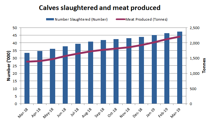 Image: Graph showing numbers of calves slaughtered and meat produced over last 13 months