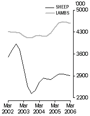 Graph: Sheep and lamb slaughterings, trend
