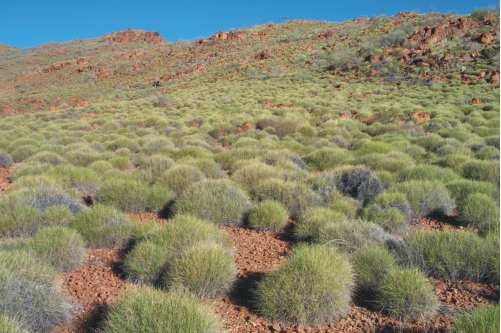 S12: Spinifex hummock grassland on rocky range habitat in central Australia, photograph by Catherine Nano.
