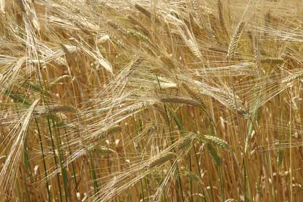 Image: Wheat.