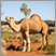 Image: Camels