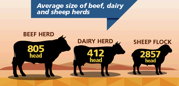 Image: An infographic illustrating the average size of Australian beef, dairy and sheep herds. See text below for more information.