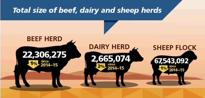 Image: An infographic illustrating the total size of Australian beef, dairy and sheep herds. See text below for more information.