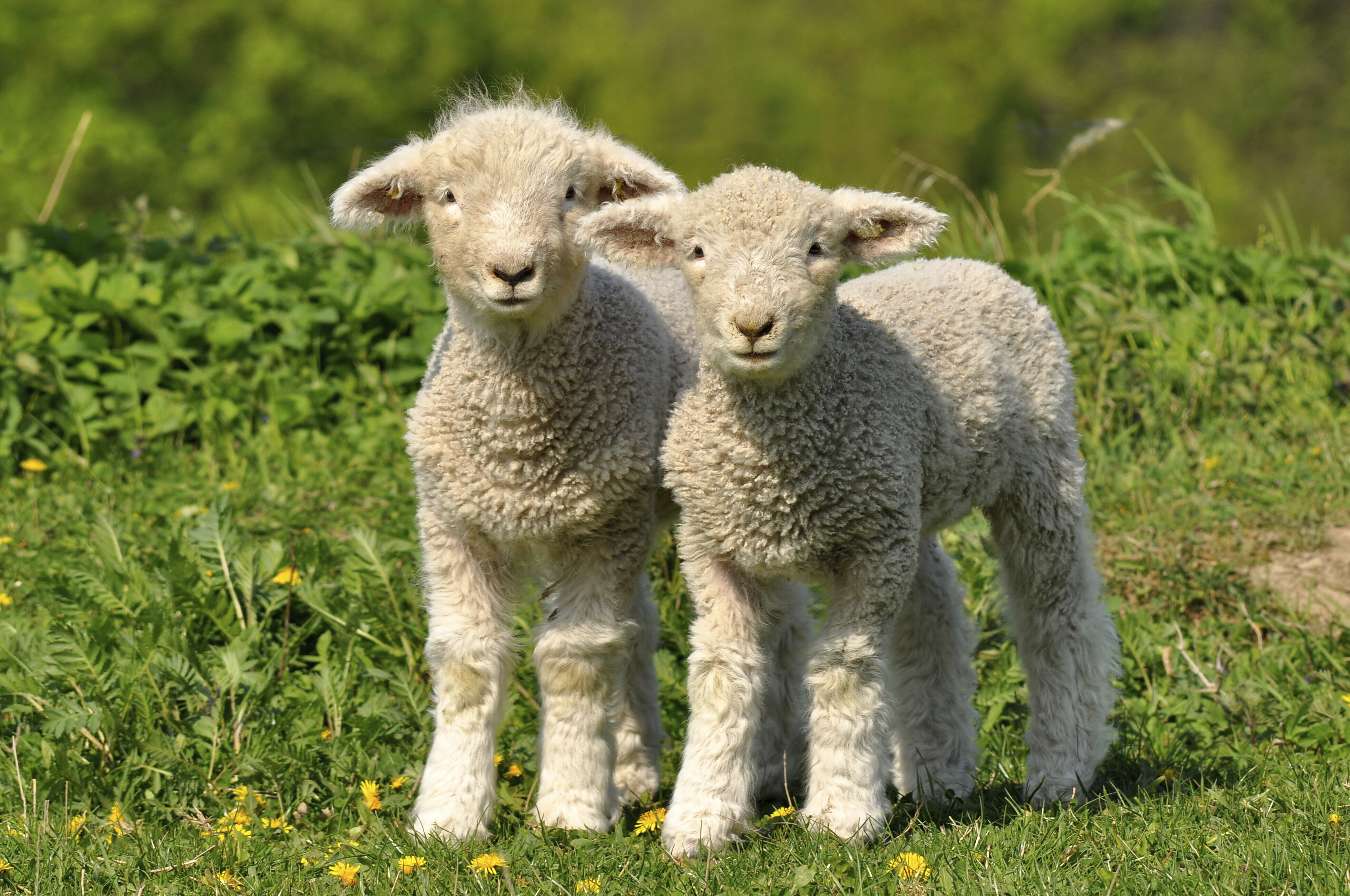 Image: Two little lambs