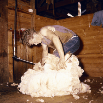 Wool - Australia's largest export commodity in 1906