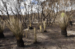 Tate's Grass trees re–growing after fire