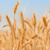 Image: Grain used