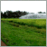 Image: Field
