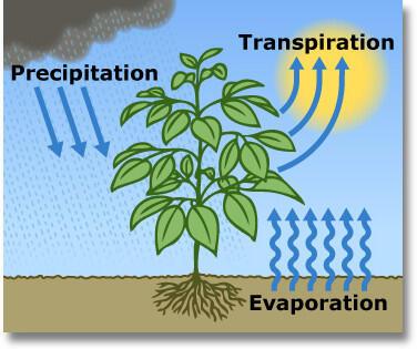 Evapotranspiration combines two processes: evaporation from soil and surfaces, and transpiration from plants.